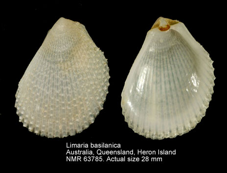 Limaria basilanica.jpg - Limaria basilanica(Adams & Reeve,1850)